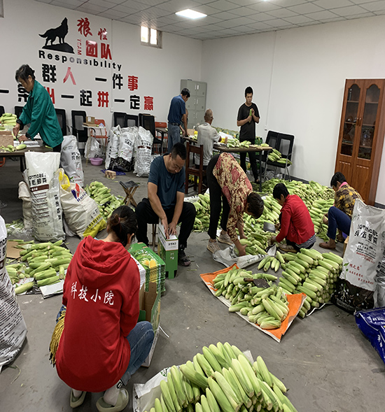 香甜玉米打包装箱