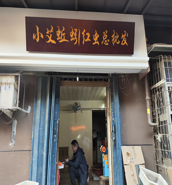 小艾蚯蚓红虫总批发